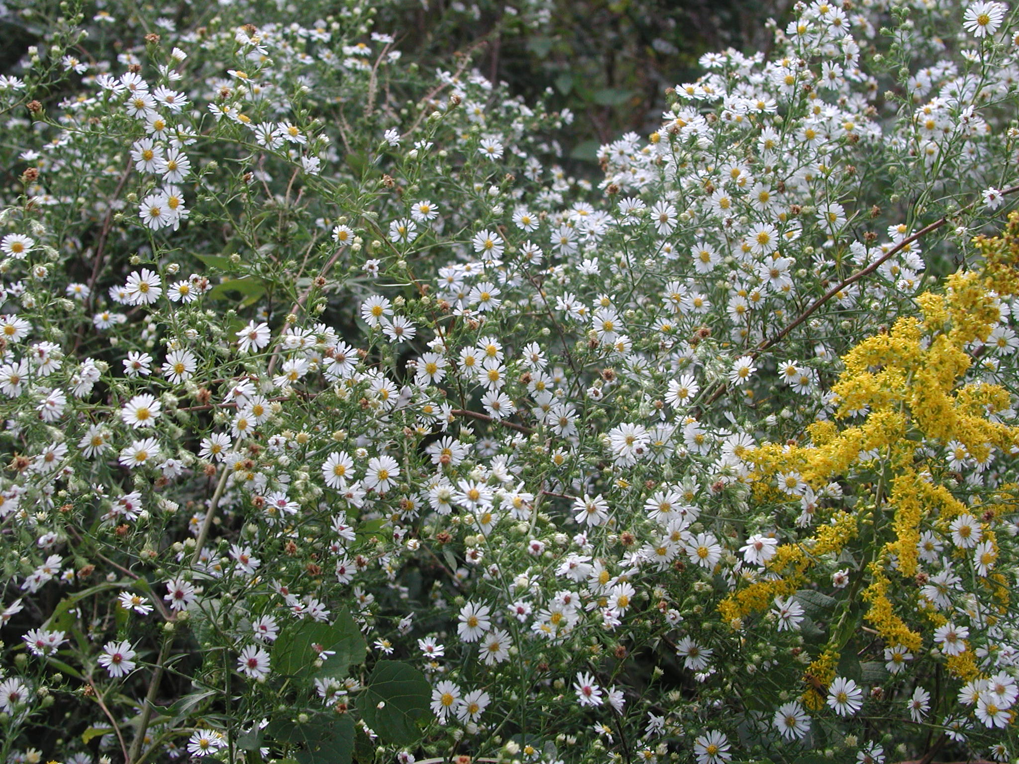 Symphyotrichum (Aster) pilosum; Old Field Aster; Frost Aster